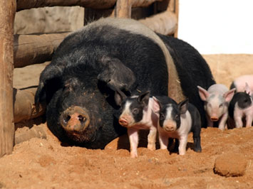 Learn the basics of raising hogs, including how and when to breed a sow.